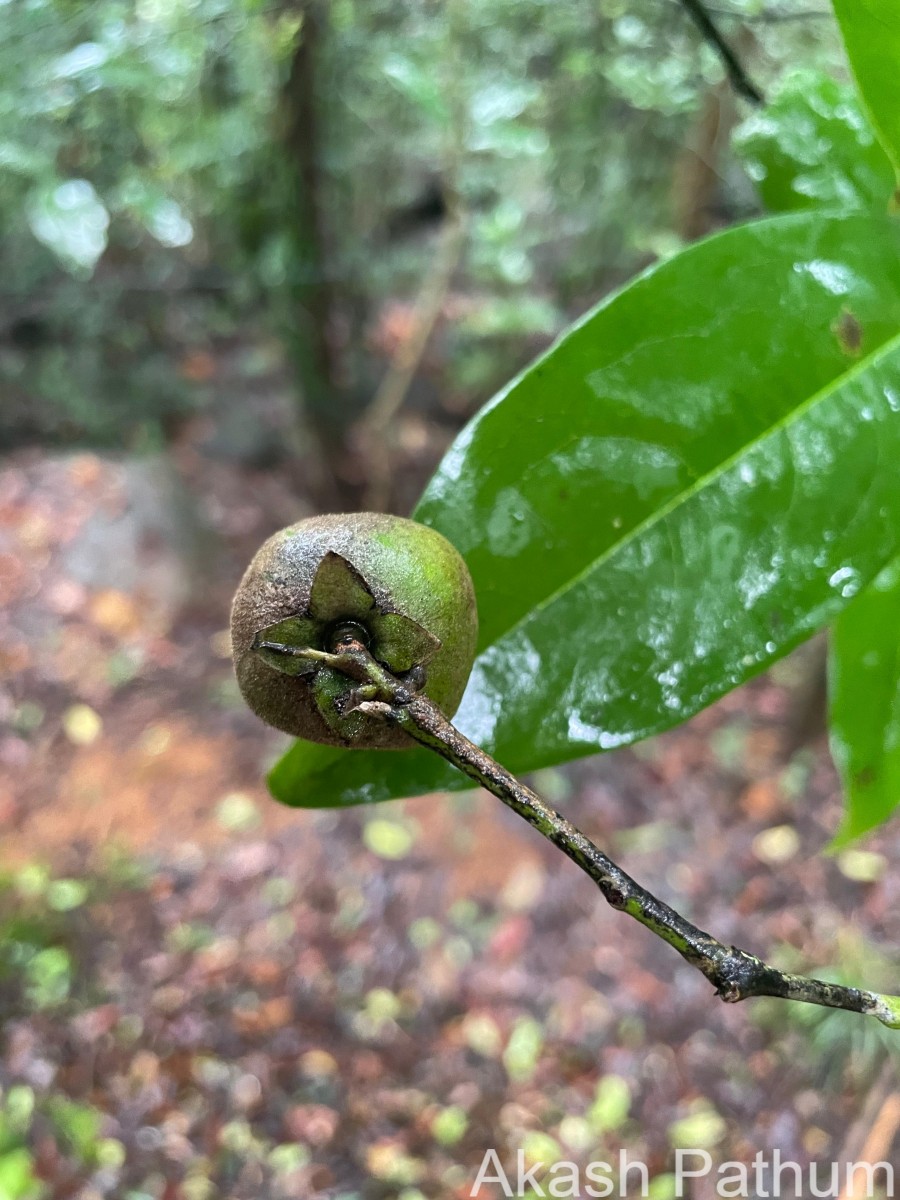 Diospyros toposia Buch.-Ham.